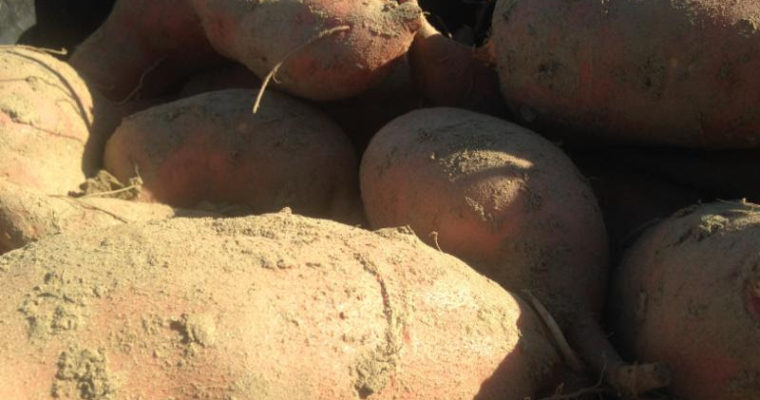 Riverland Farms – Sweet Potatoes – blog post from 2015